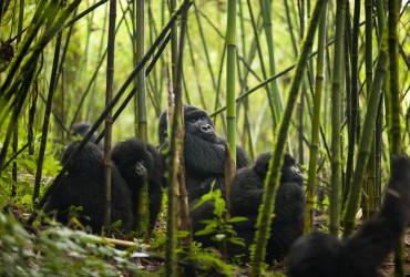 Gorillas