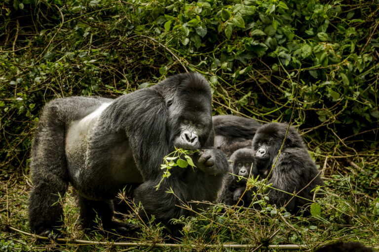 13 Days Tanzania Migration and Uganda Gorilla Safari