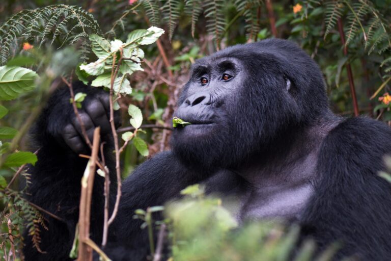 Gorilla Trekking Safaris