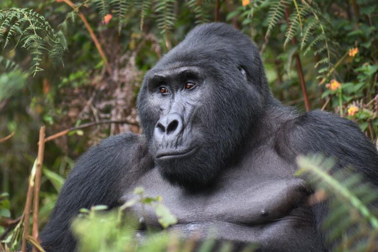 2 Days Rwanda gorilla trekking safari