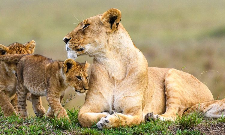 3 Days Murchison falls national park safari