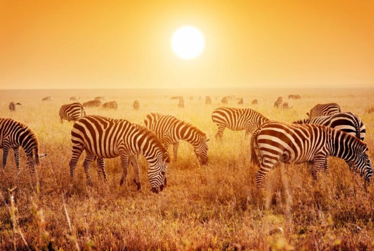 Zebras in Kidepo Valley National park in Uganda