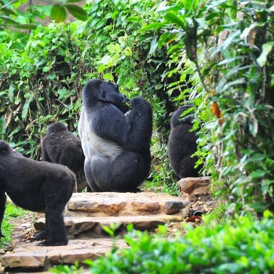 a group of gorillas sitting on a stone path