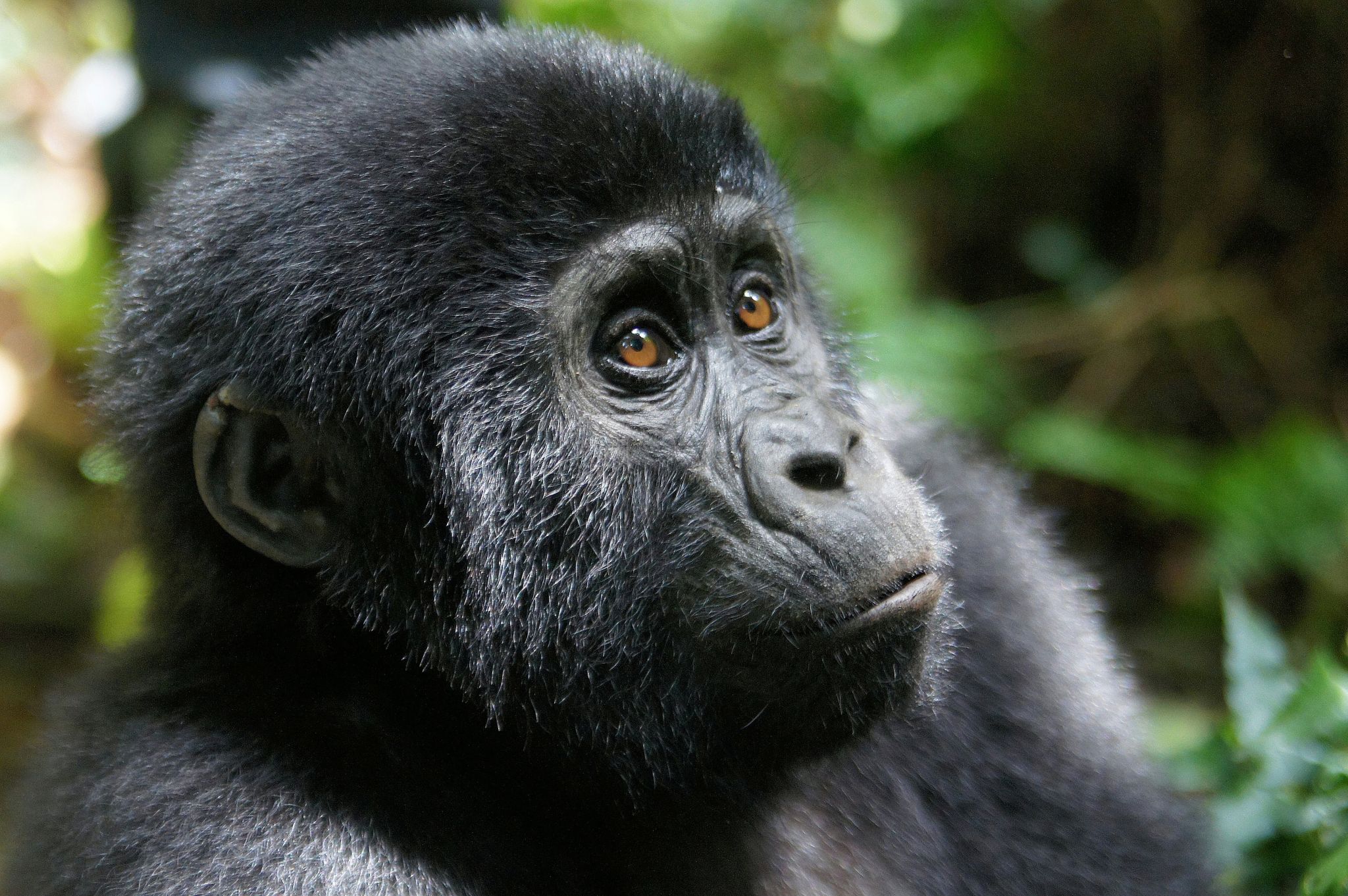 a close up of a gorilla